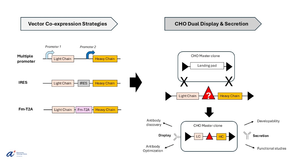 2026_03 Jessica, Yuansheng Sci Rep - Fig 1