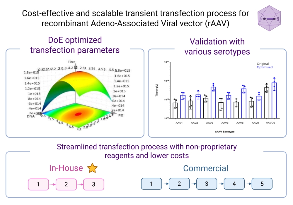 AAV Process Development (resized)