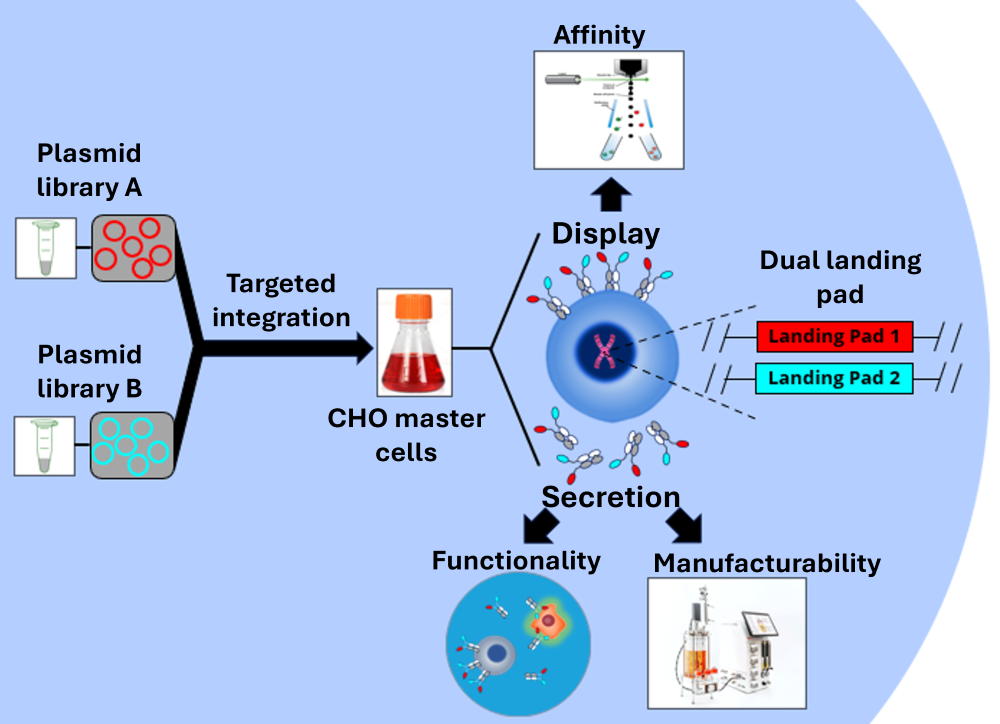 CHO Simultaneous Display and Secretion Platform (resized)