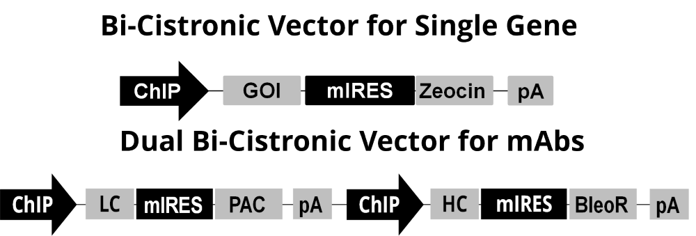 Multicistronic Vector Cell Line Development Platform (resized)
