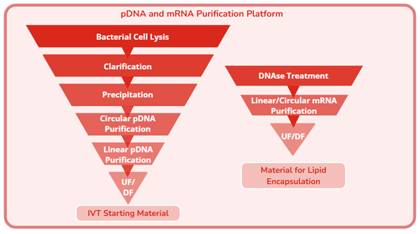 pDNA and mRNA Purification Platform