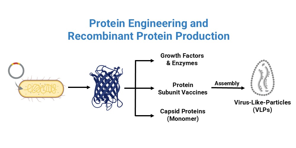 Protein Engineering