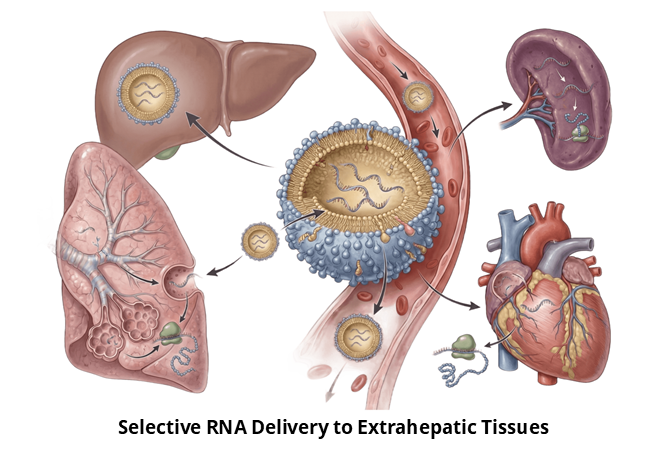 Selective RNA Delivery to Extraphetic Tissues